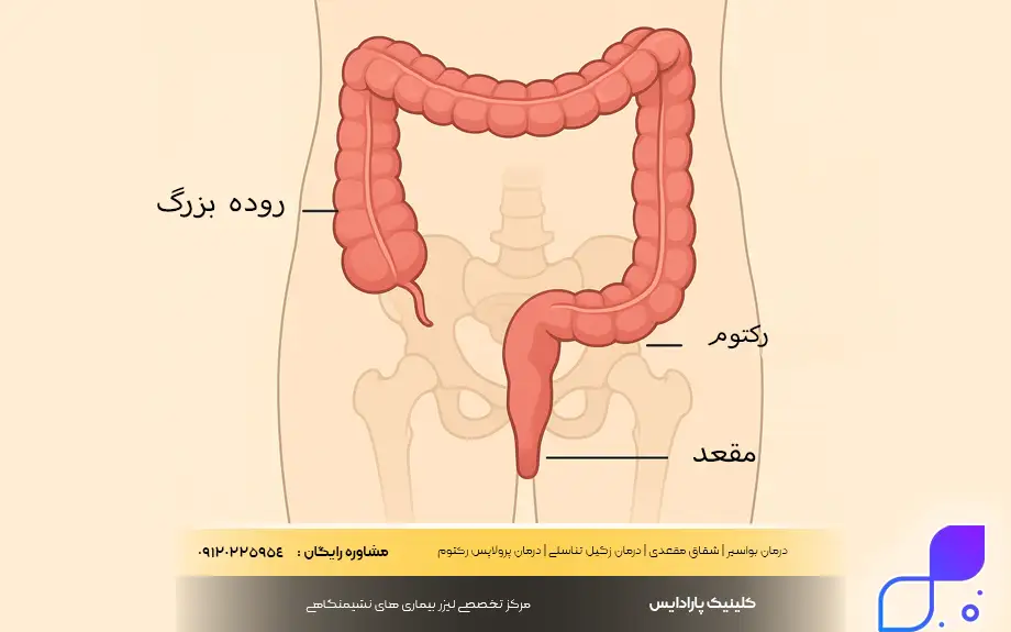 تفاوت رکتوم با کولون و مقعد